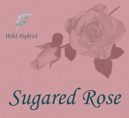 Sugared Rose