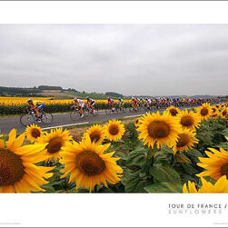 Sunflowers - 2005 Tour de France