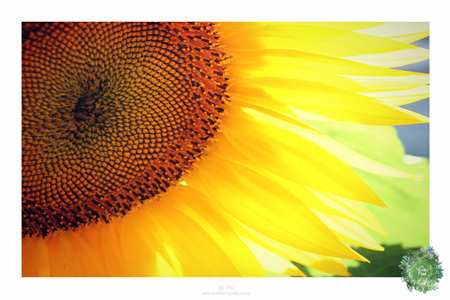 Sunflowers Botanical Print