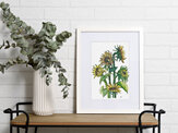"Sunflowers" Prints and Greeting cards