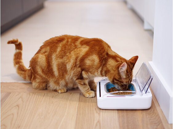 SureFeed® Sealed Pet Bowl