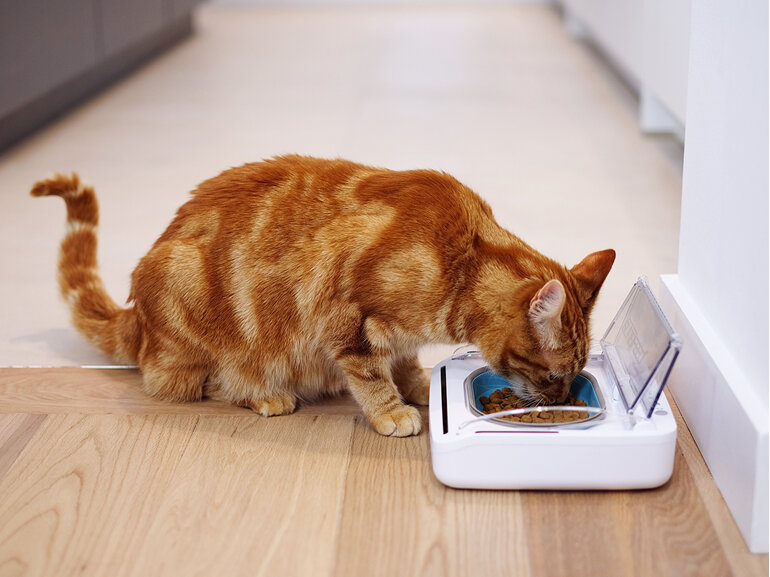 SureFeed® Sealed Pet Bowl