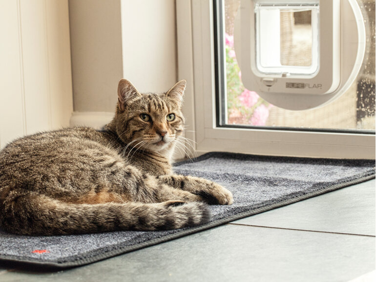 SureFlap® Microchip Cat Door