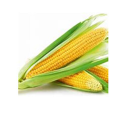 Sweetcorn Organic Large Each