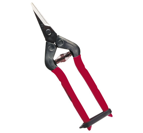 T-5c Secateurs - for harvesting tomatoes