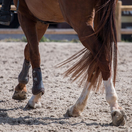 Tendon & Ligament Injuries in Horses
