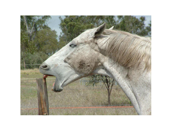 The O Leary Windsucking Collar Horseproblems Saddlery Nz