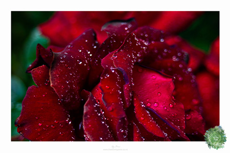 The Ruby Red Rose Art Print