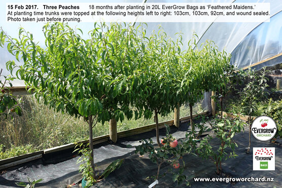 Thriving peach trees in EverGrow Bags prior to pruning