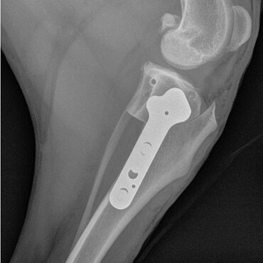 TPLO surgery