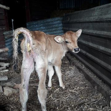 Treating Calf Scours