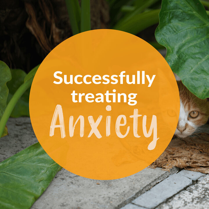Treating Your Cat or Dog's Anxiety