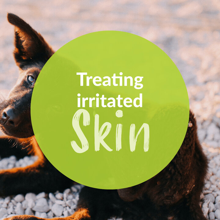 Treating Your Pet's Itchy Skin