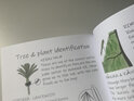 tree and plant identification for kids nz