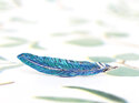 Tui feather blue green lapel pin brooch sterling silver lilygriffin nz jewellery