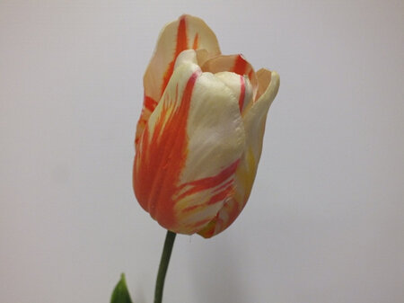 Tulip Cottage Orange Cream 4079