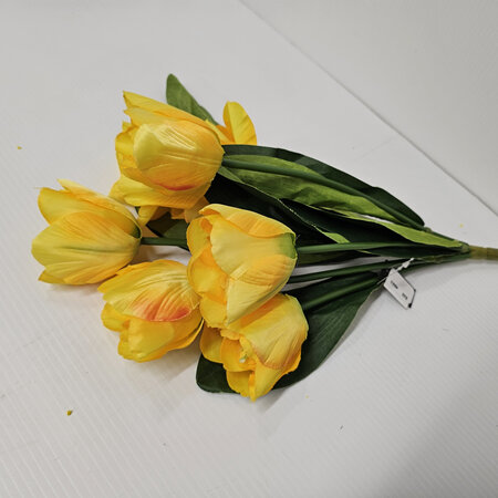 Tulip Plant 4653