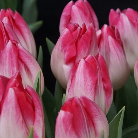 Tulip Sinfonie