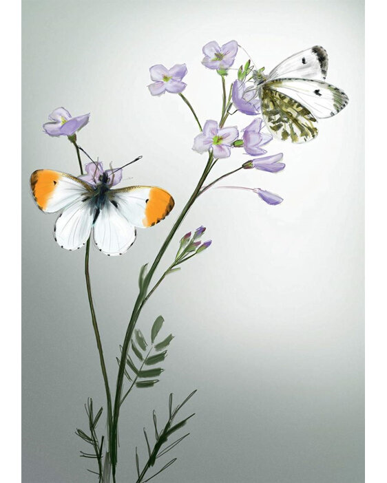 Two Bad Mice - Orange Tips Butterfly Card