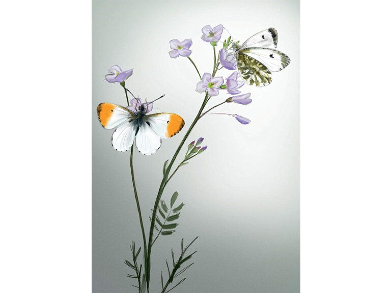 Two Bad Mice - Orange Tips Butterfly Card