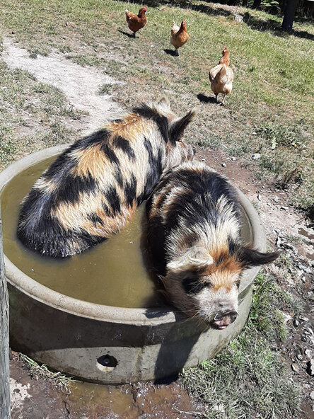 Two pigs in a trough with chickens walking around