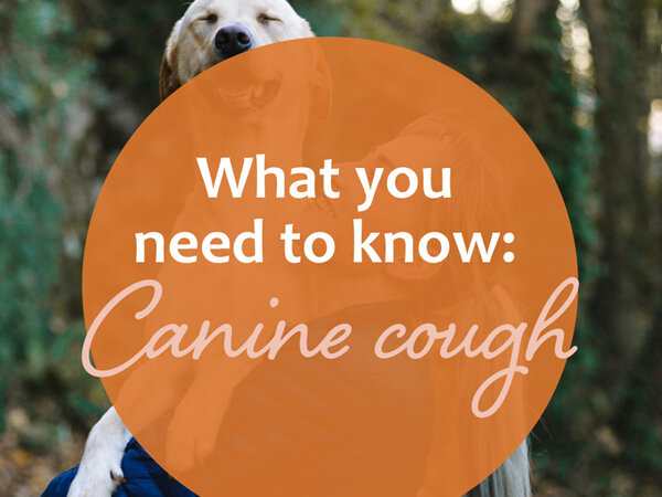 Understanding Canine Cough