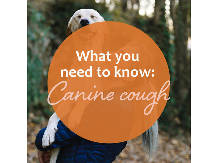 Understanding Canine Cough