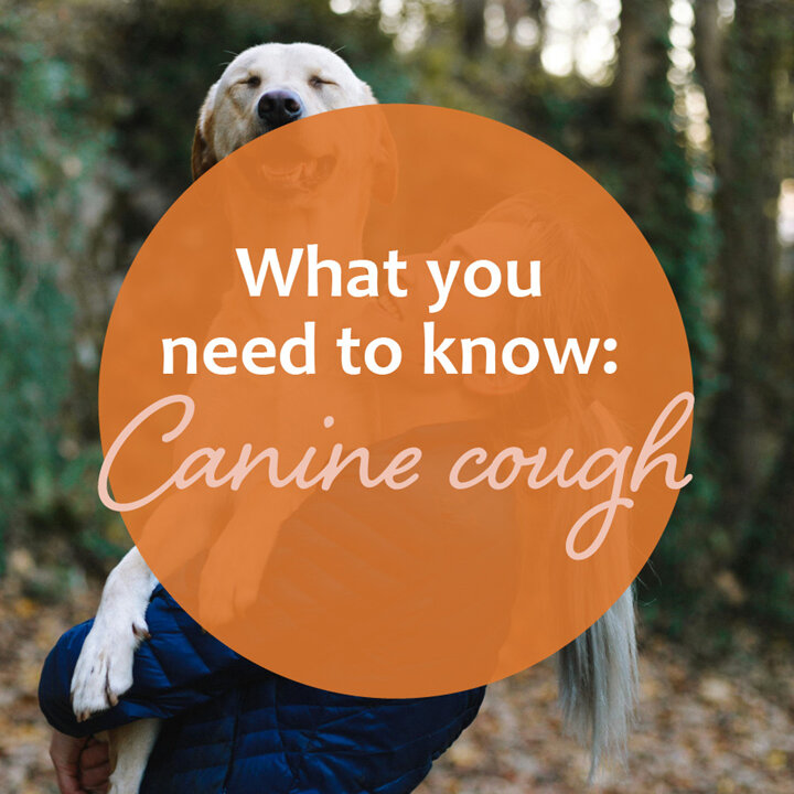 Understanding Canine Cough