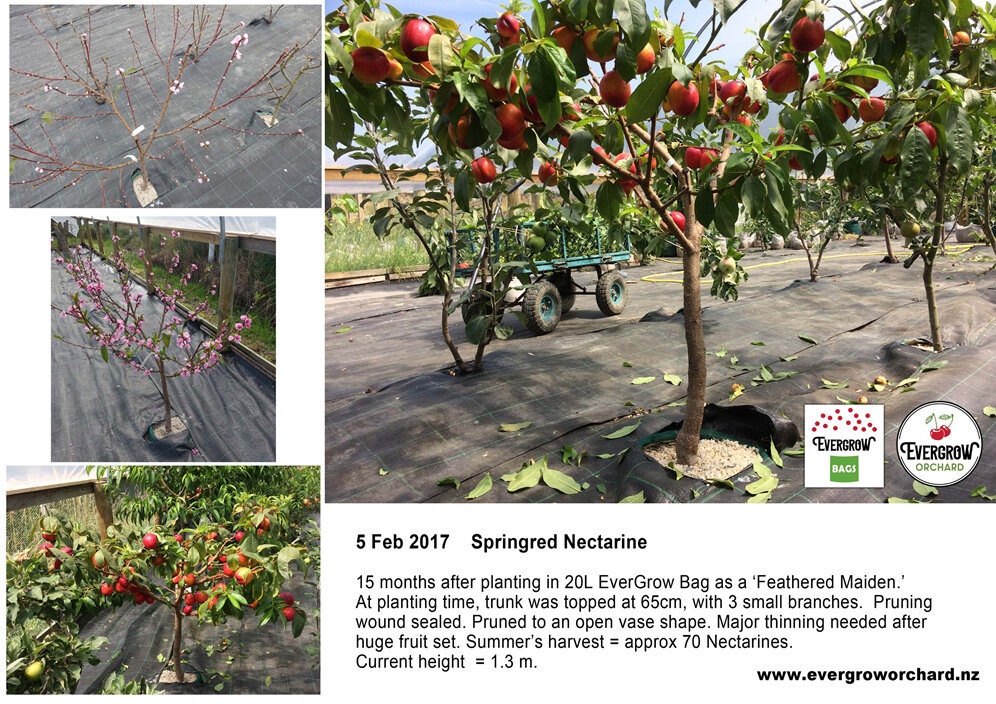 Using an EverGrow Bag produces 70 Nectarines from this young Springred