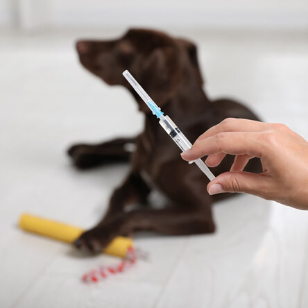 vaccinating dog for parvovirus