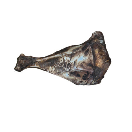 Venison Scapula