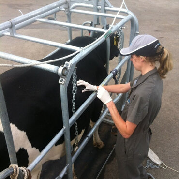 Vet Ilyse performing a liver biopsy