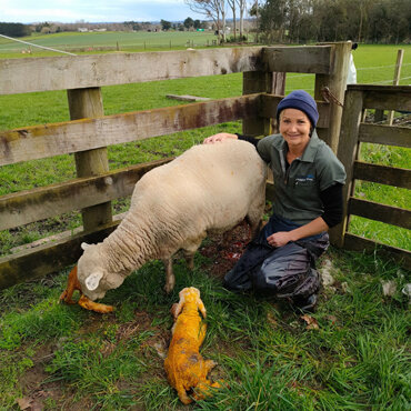 Vet Jenny with newborn lambs