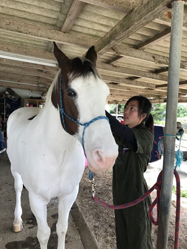 vet performing acupuncture on horse