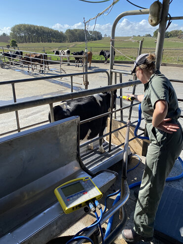Vet Tech weighing heifers