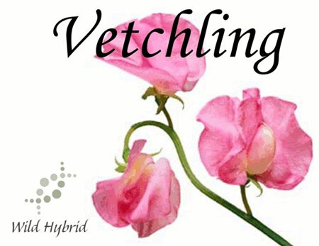 Vetchling