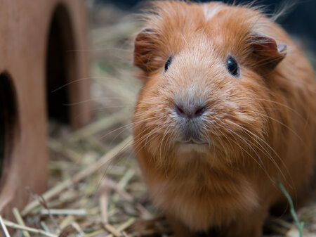 Veterinary Care for Rabbits & Guinea Pigs