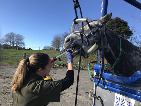 Veterinary Services for Equine Clients