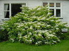 Viburnum pilcatum tomentosum Mariesii