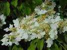 Viburnum pilcatum tomentosum Mariesii