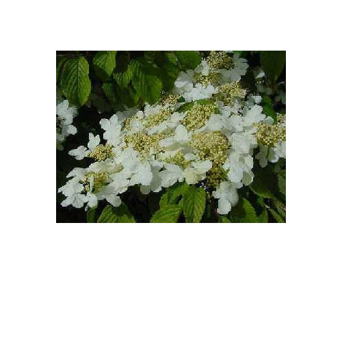 Viburnum pilcatum tomentosum Mariesii