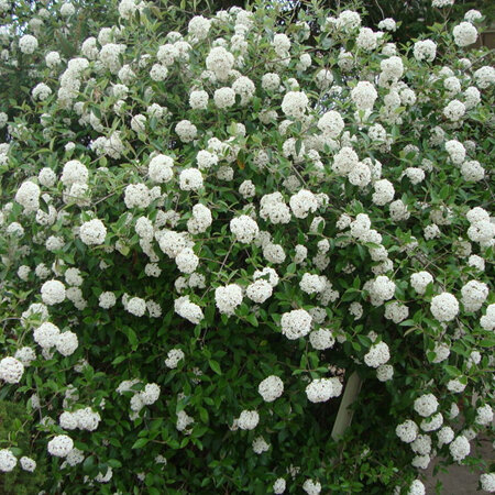 Viburnum x burkwoodii Anne Russell