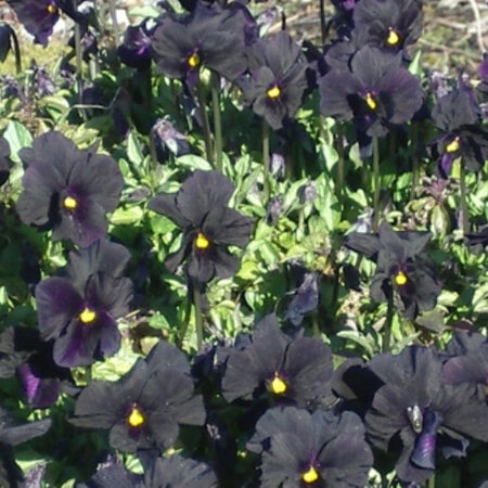 Viola All Black