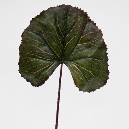 Viola Lily Leaf 4388