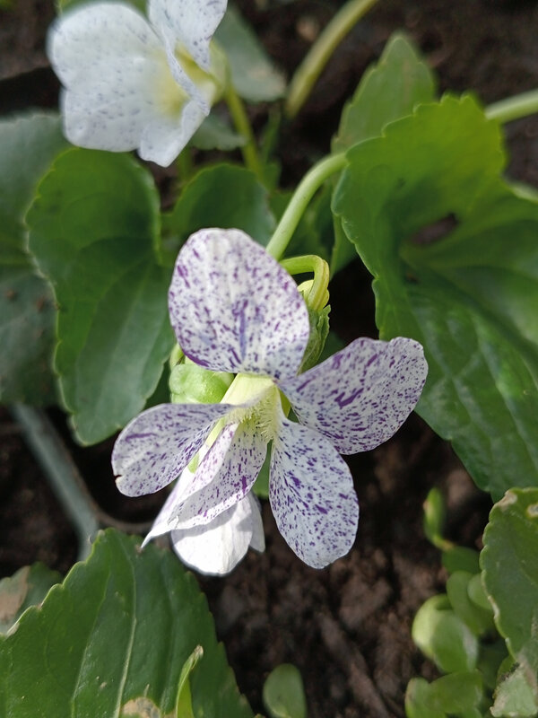 Viola sororia  'Freckles'