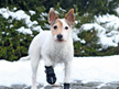 Walker Active Protective Dog Boots