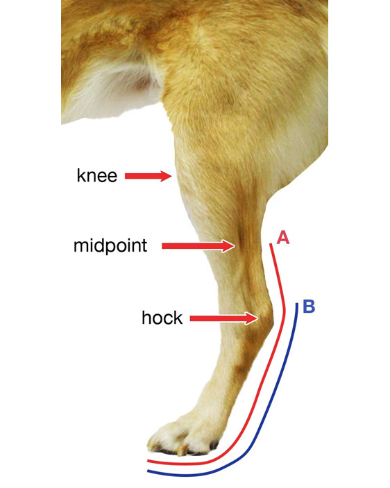 how do you splint a dogs toe