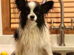 WashBar - Original Soap Bar for Dogs
