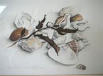watercolour painting of shells, stones and sea-weed - Hahei Beach N.Z.