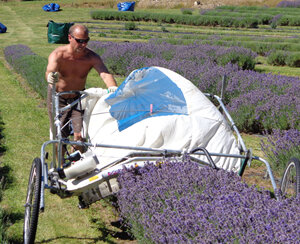 Wayne harvesting at Lavender Magic